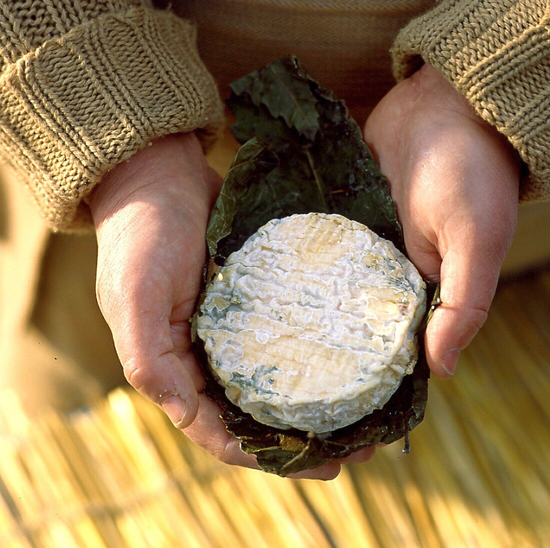 Child holding a round goat's cheese