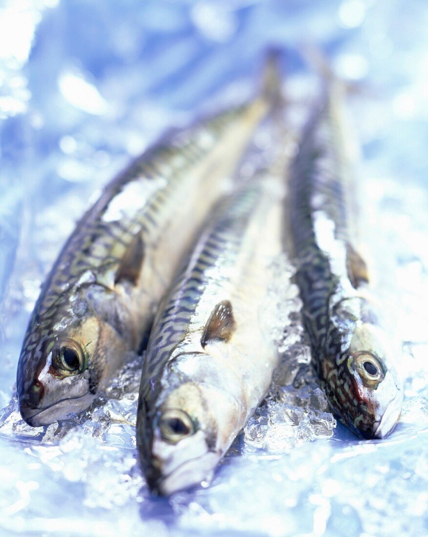 Mackerel