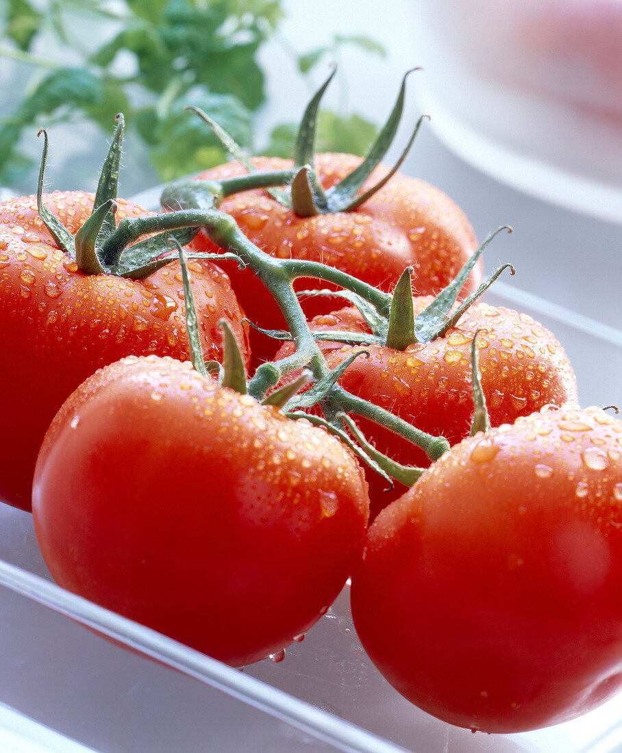 Tomaten mit Wassertropfen