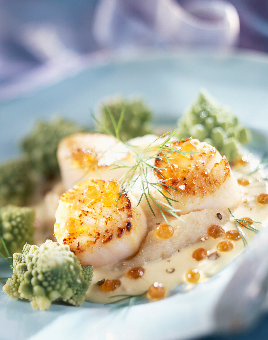 Scallops with celery purée