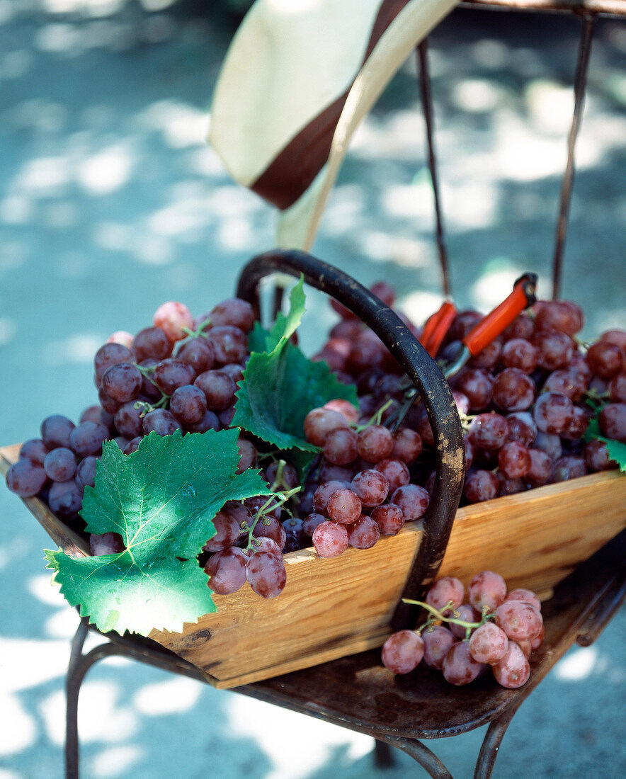 Basket of red grapes with secateurs and hat