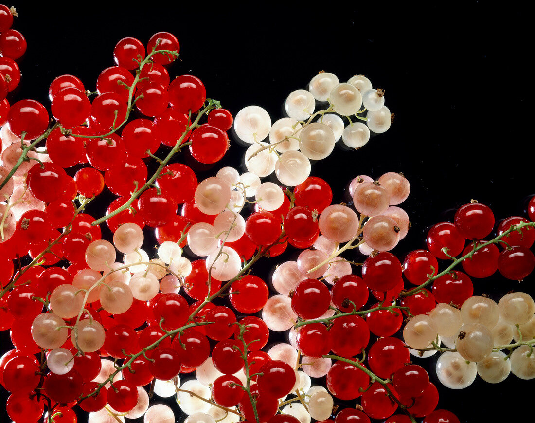 Rote und weiße Johannisbeeren vor schwarzem Hintergrund