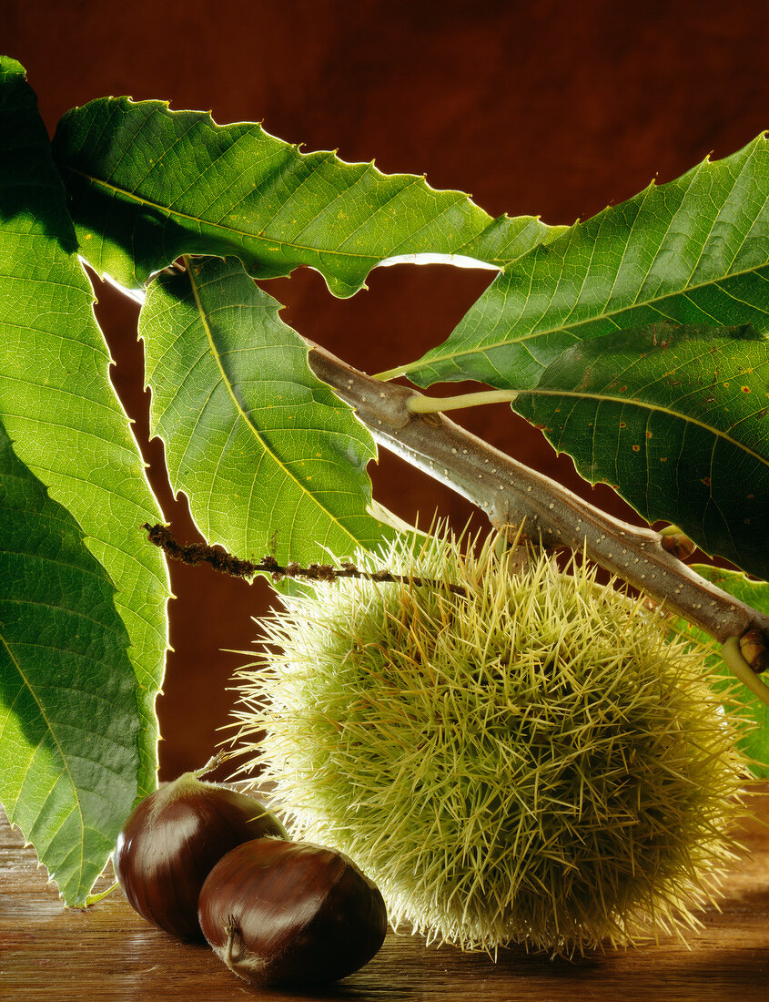 chestnuts