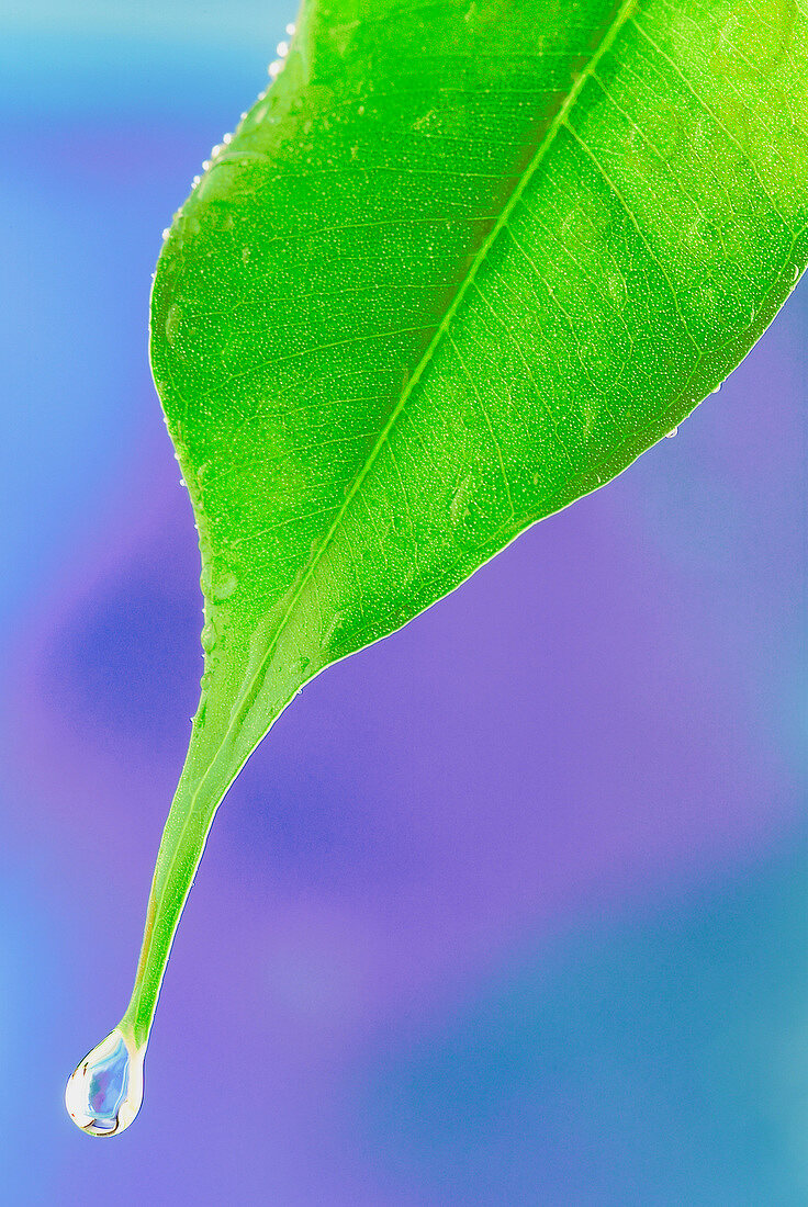Drop of water on leaf