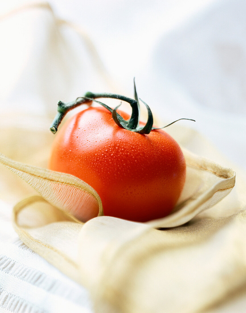Red tomato and stalk