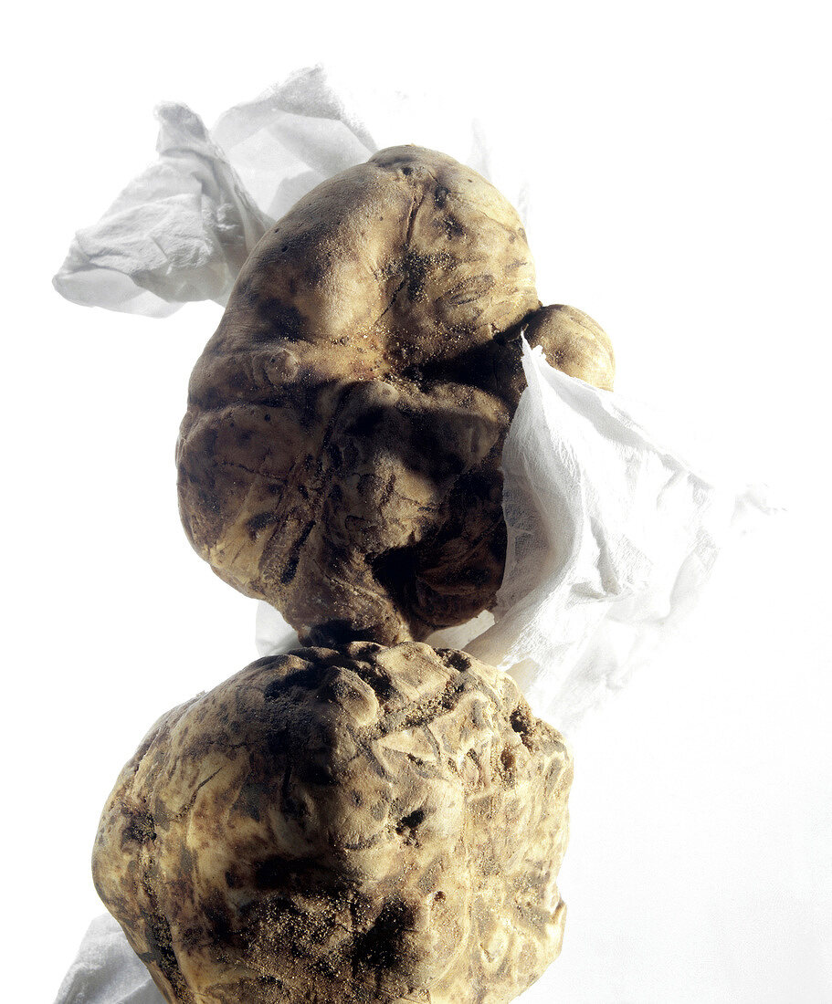 White alba truffles