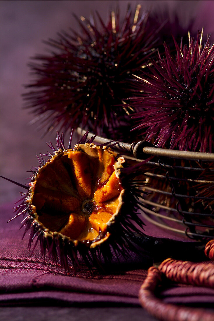 Sea urchins (topic: Provence)