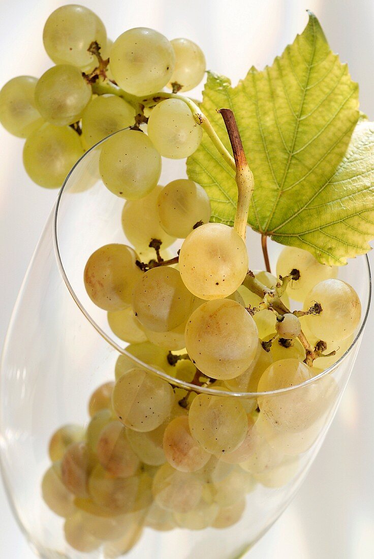 bunch of white grapes in wine glass