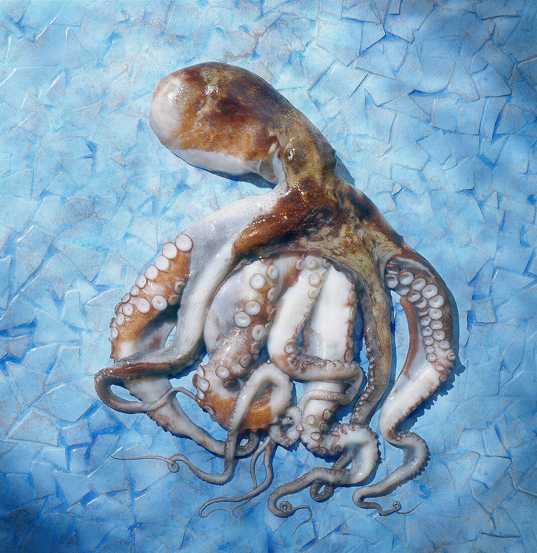Ein Oktopus auf blauem Untergrund