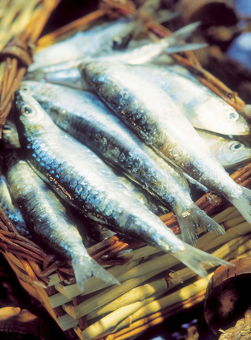 Frische Sardinen in einem Flechtkörbchen