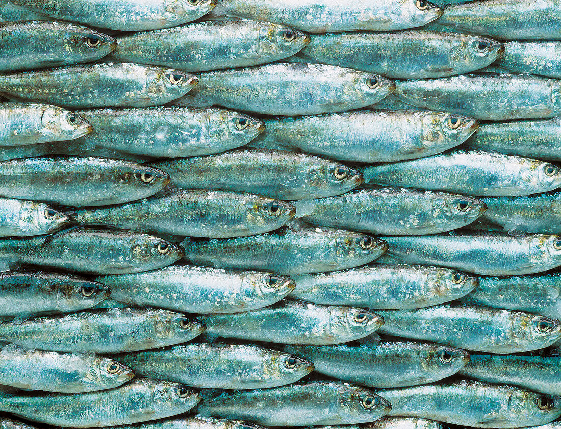 Sardines