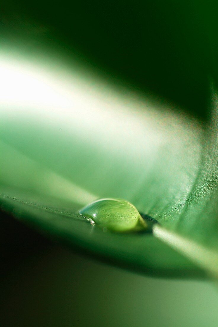 Drop of water on lemon tree leaf