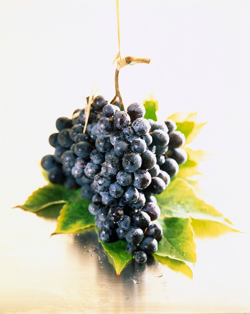 Blaue Trauben auf Weinblatt