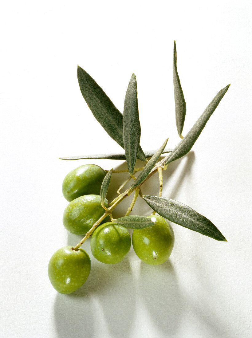 Unreife grüne Oliven am Olivenzweig