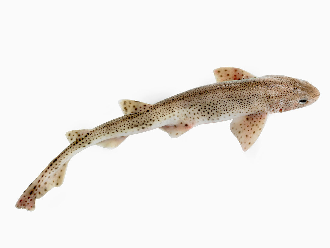 Spotted dogfish