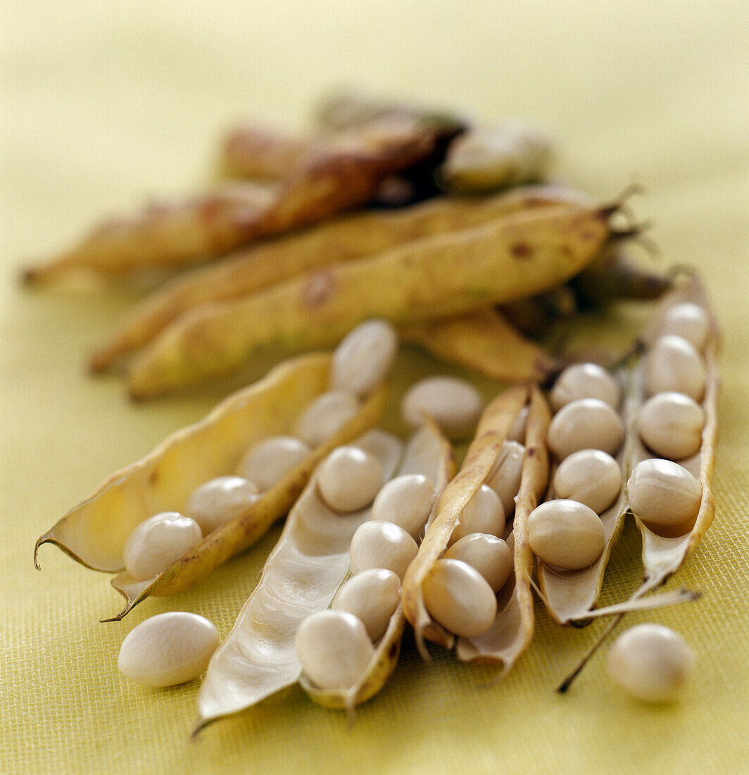 Weiße Bohnen (Sorte Coco de Paimpol)