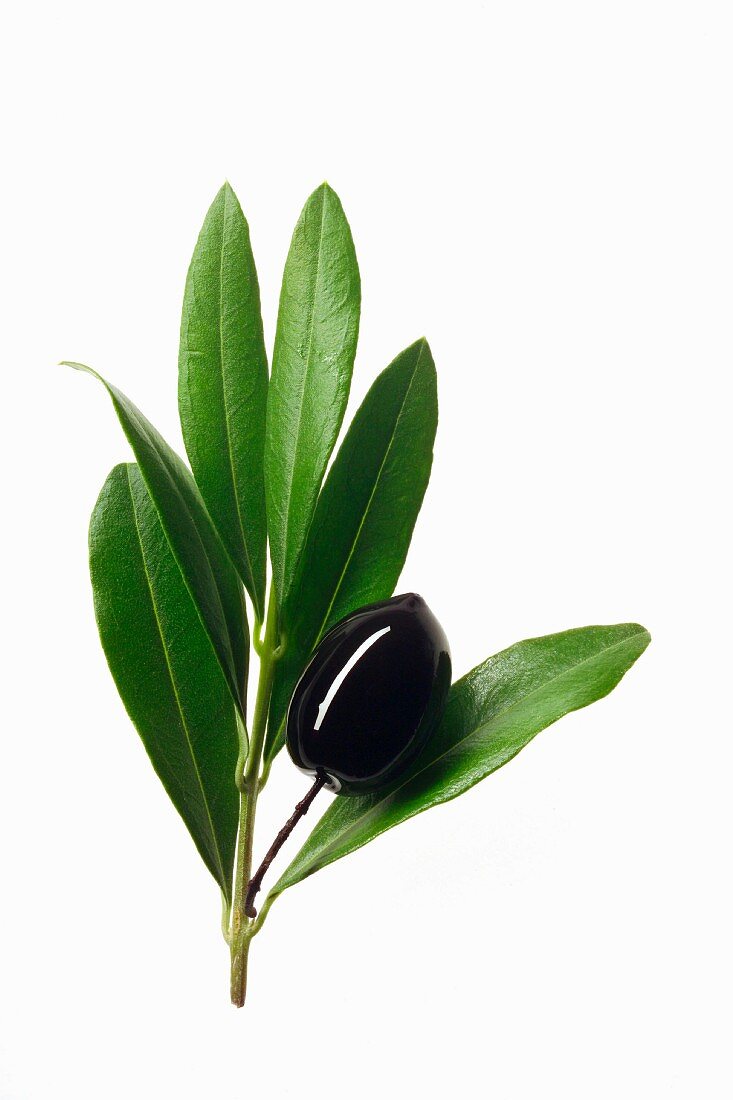 Schwarze Olive an einem Olivenzweig
