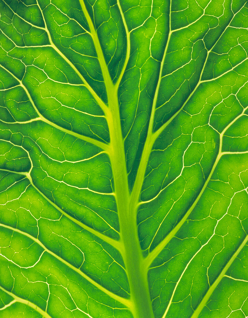 Close up on cauliflower leaf