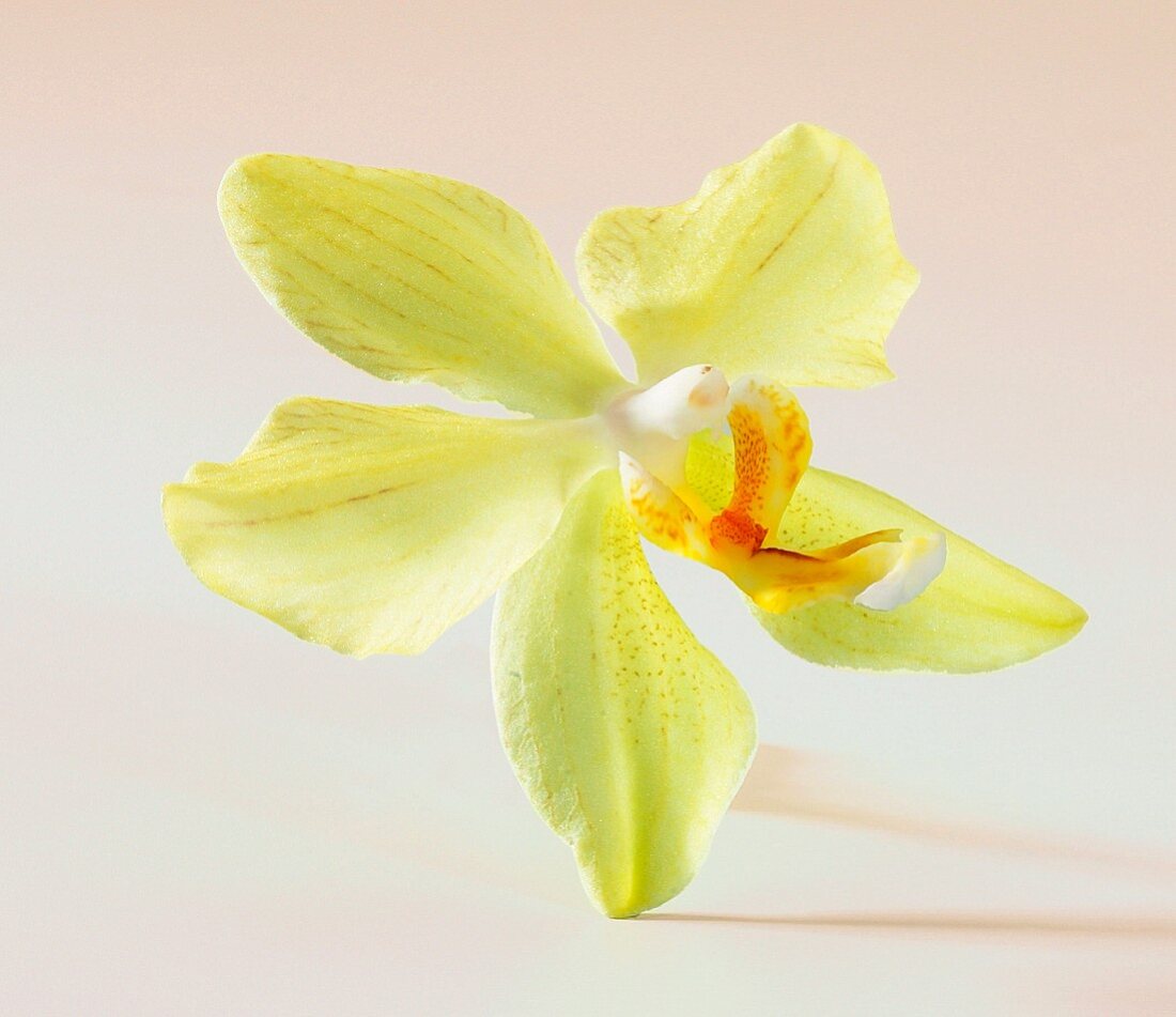 Vanilla flower