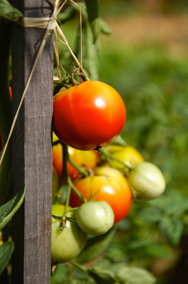 Frische Tomaten am Tomatengitter