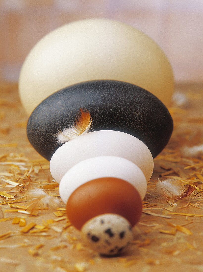 Verschiedene Eier der Grösse nach sortiert