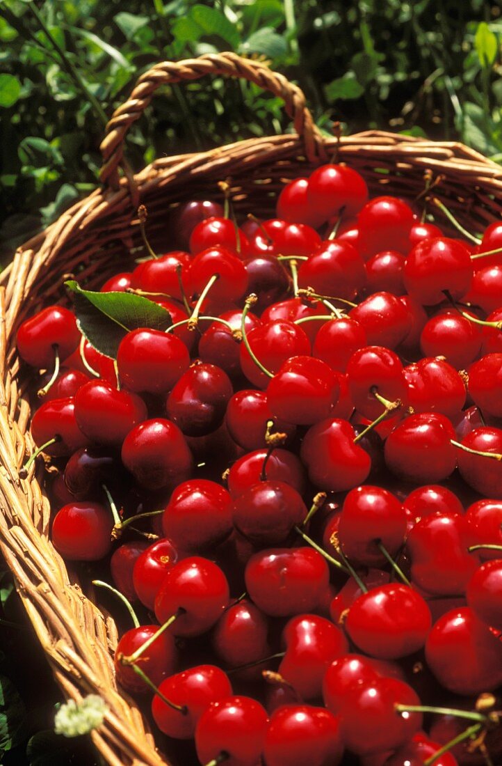 Basket of cherries