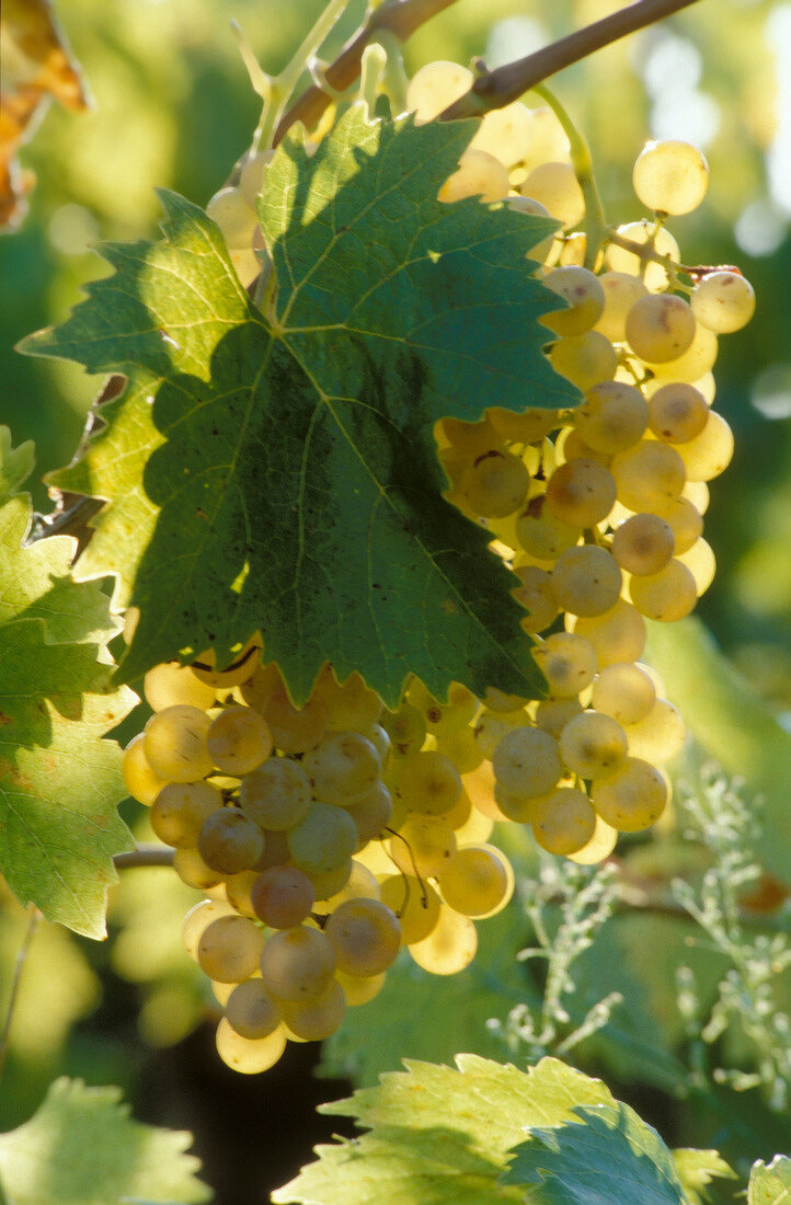 Bunch of green grapes on vine