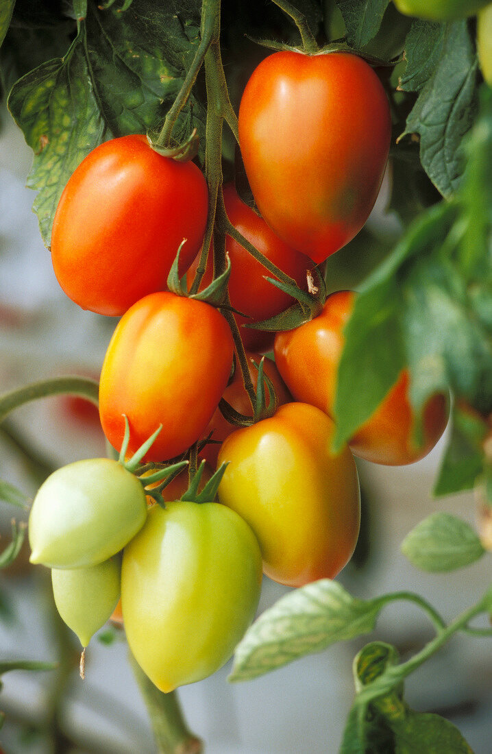 Tomatoes