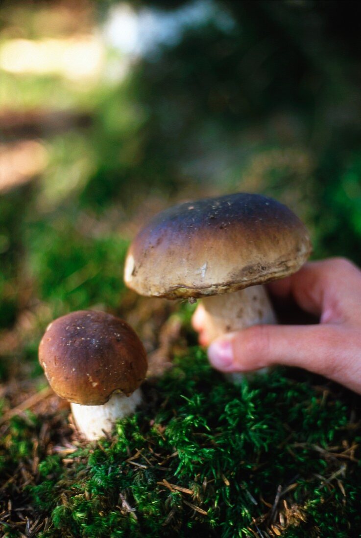 Ceps