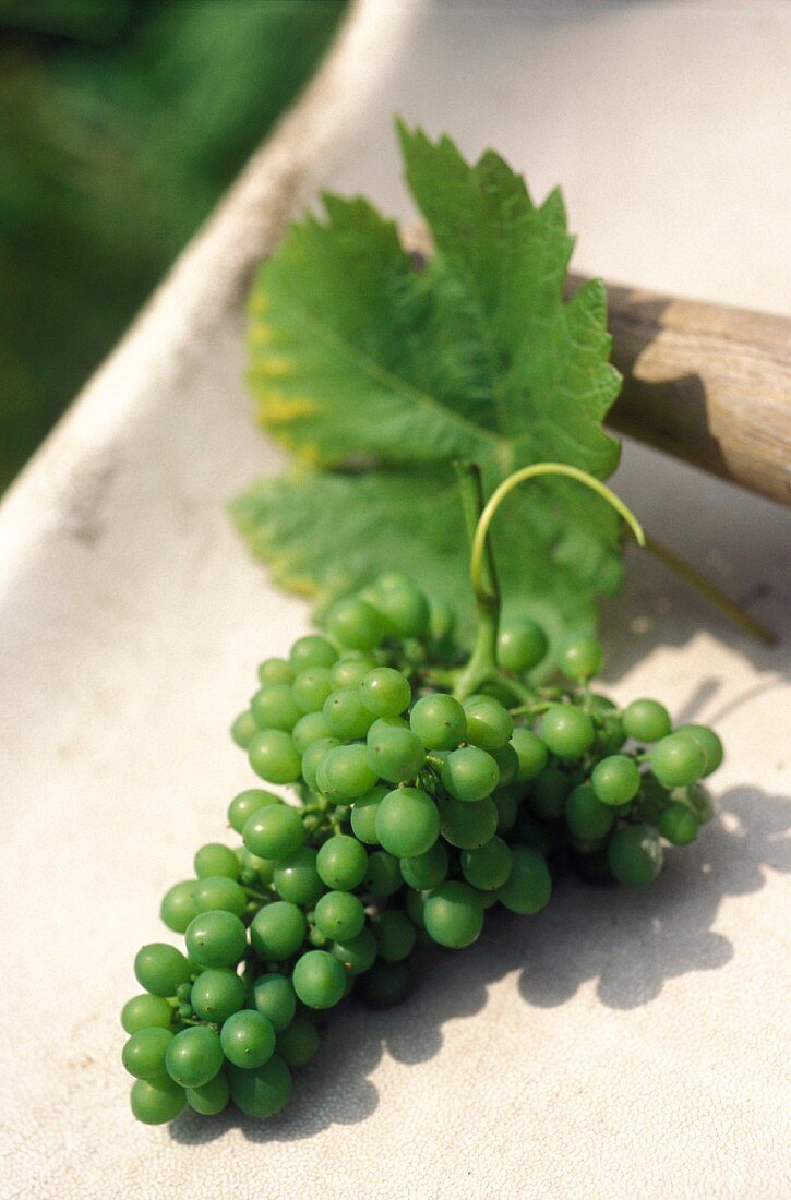 Green grapes on a table outside