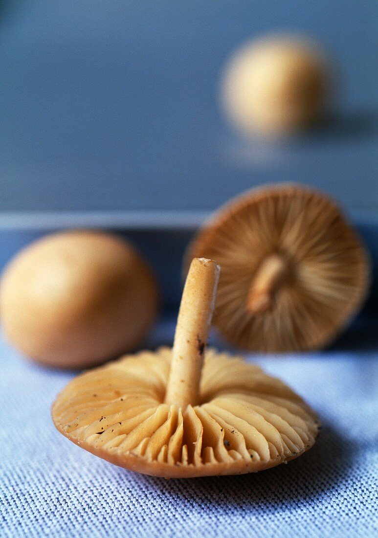 Mousseron-Pilze (Echter Knoblauchschwindling)