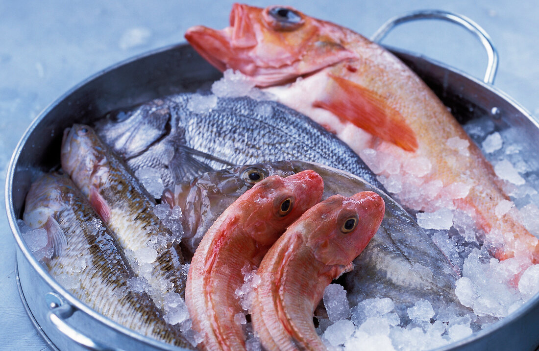 Sea bream, mullet and trout on ice