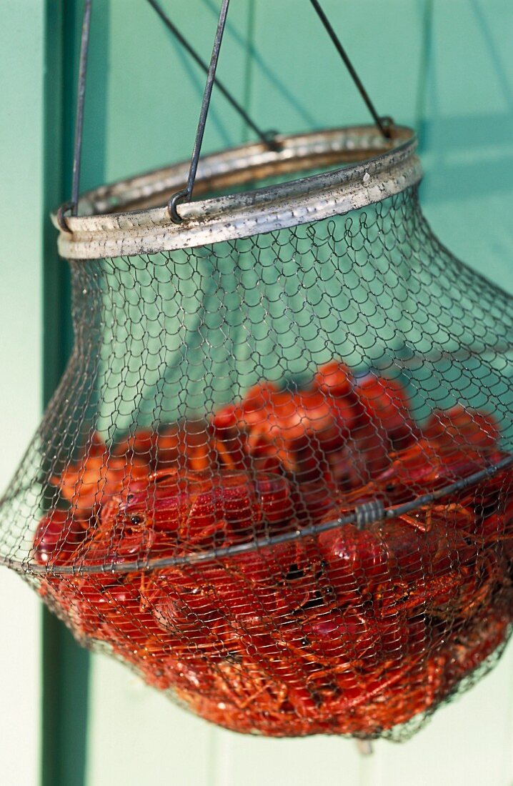 Fresh crabs in a wire basket
