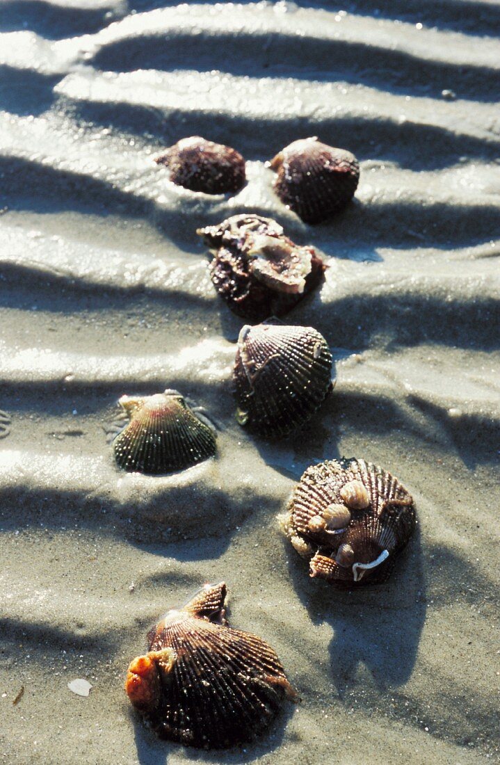 Scallops in the sand