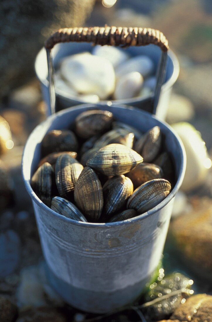 Tin can of clams (topic: clams)
