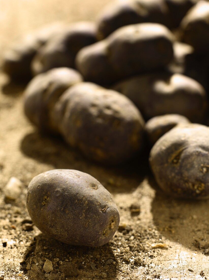Kartoffeln der Sorte Vitelotte