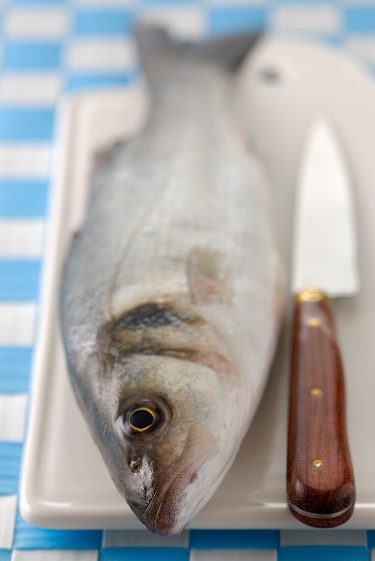 Whole raw bass with knife