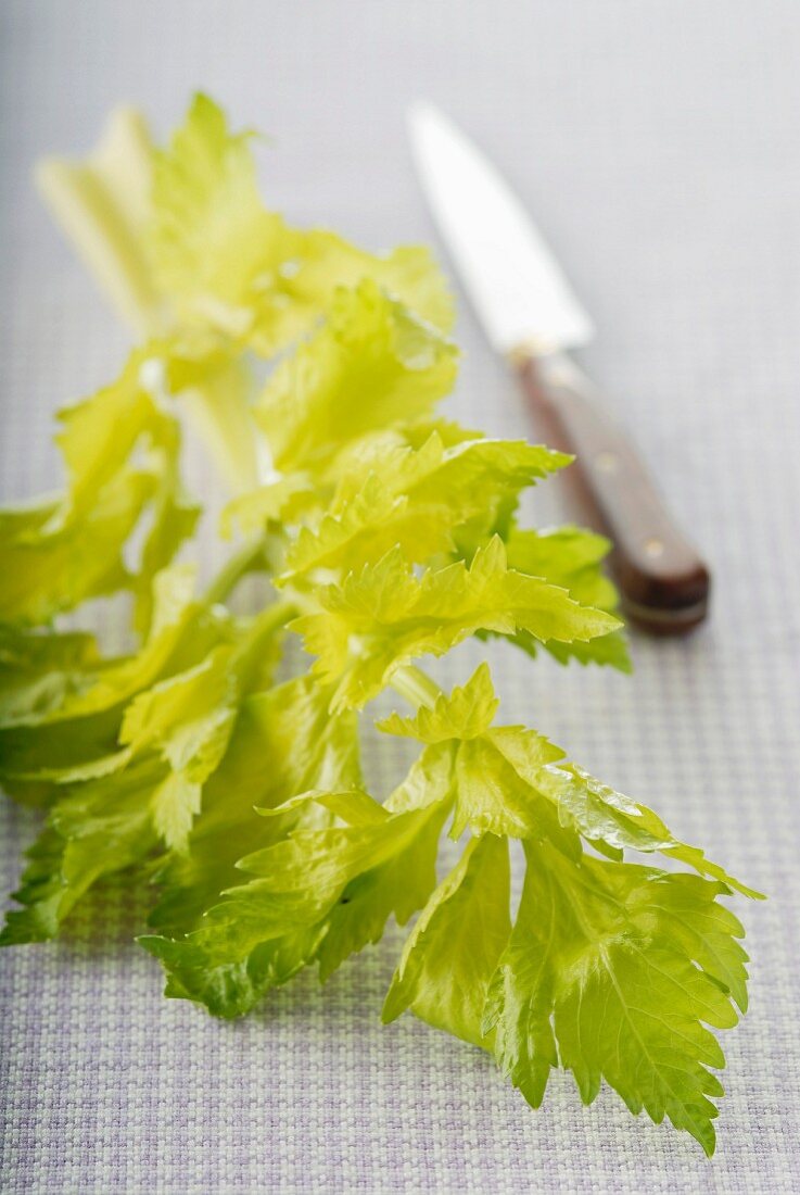 Celery branch with knife