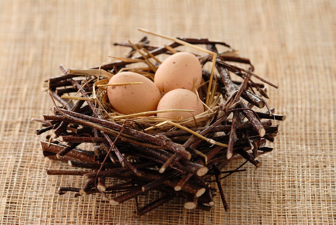 Eggs in a nest