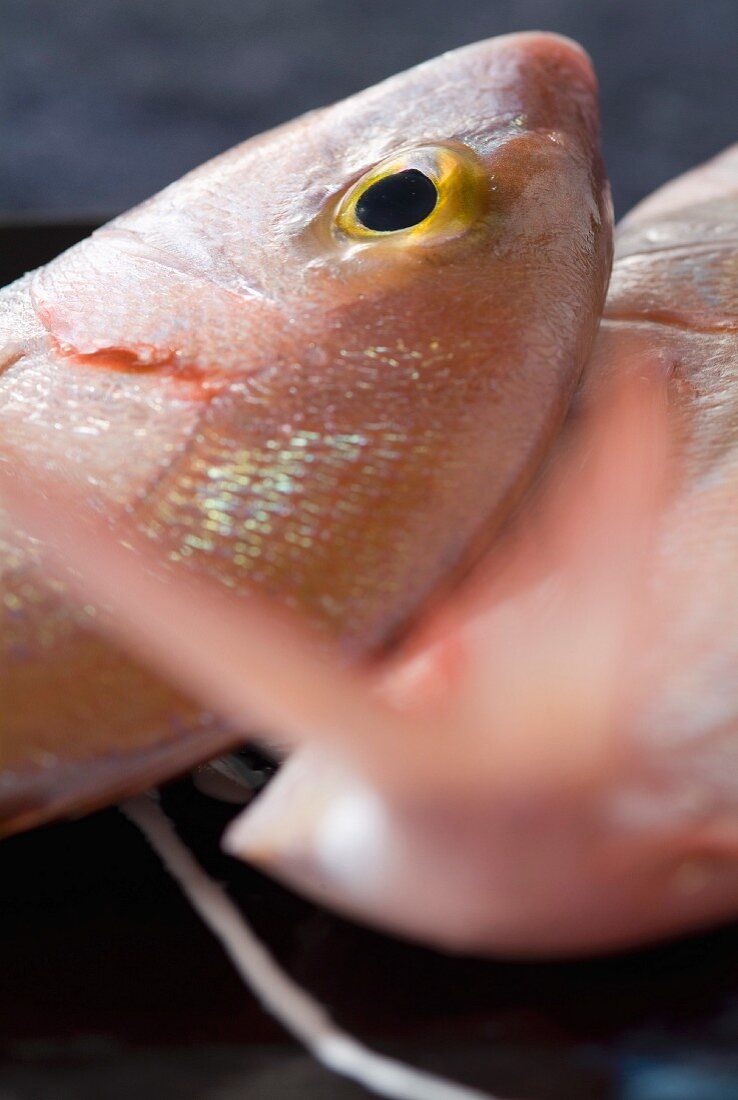 Red blacksport seabream