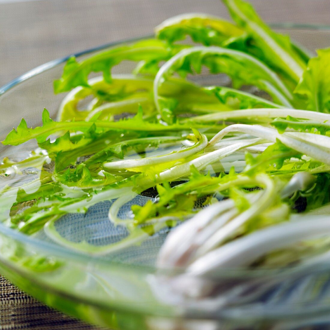 Löwenzahn in Salatschüssel wässern