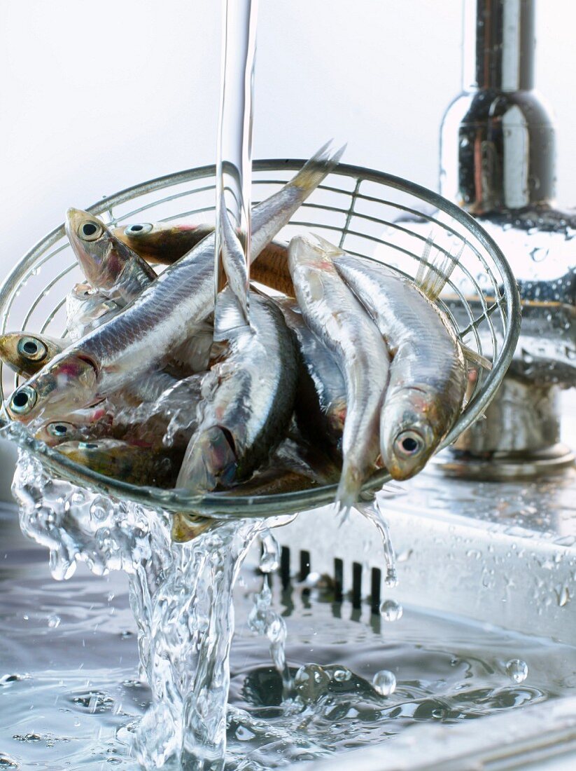 Rinsing anchovies in the sink