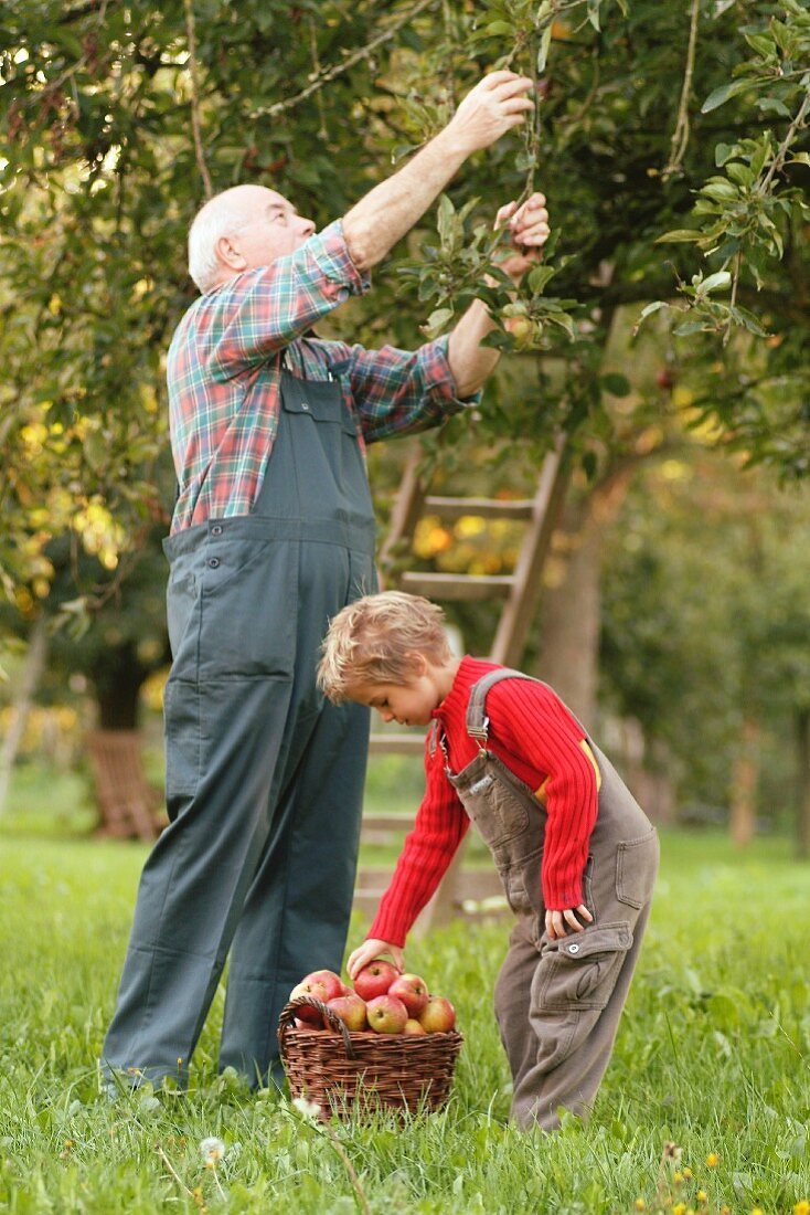 Man and child picking apples