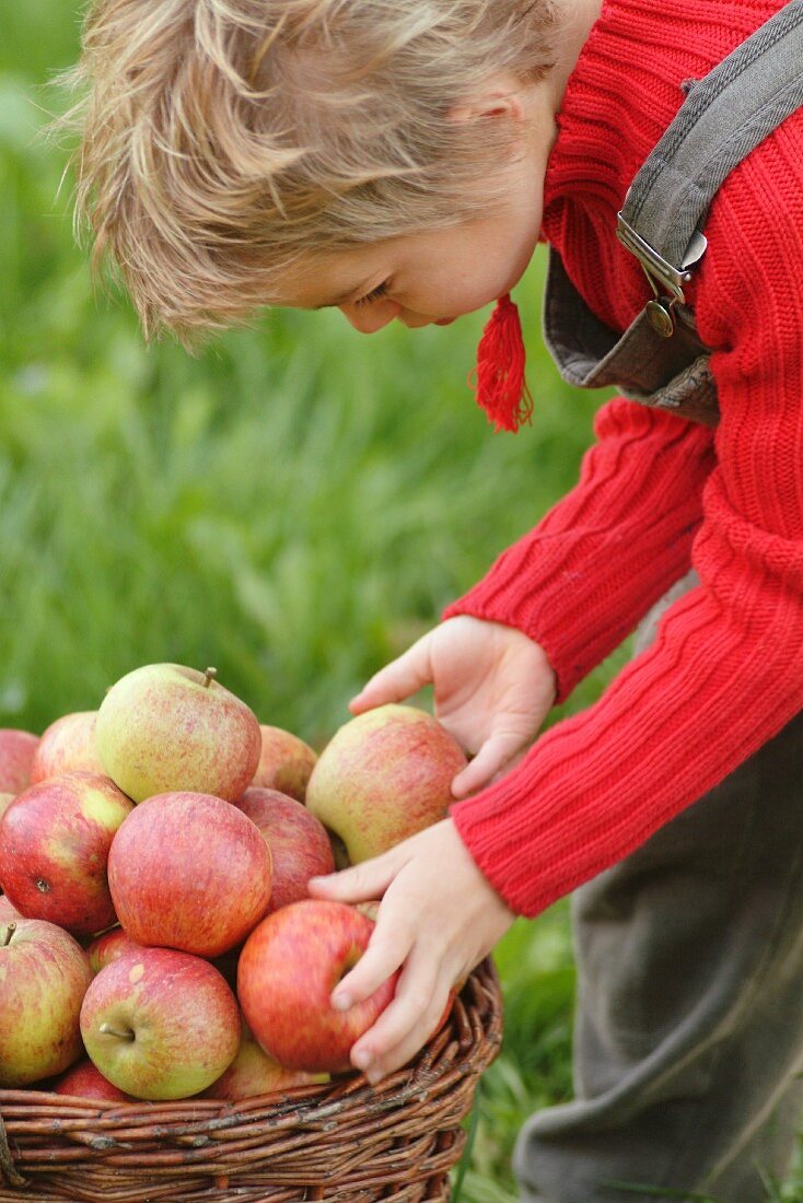 Kind pflückt Äpfel