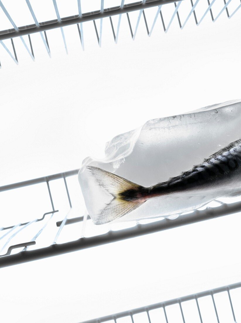 Mackerel in a block of ice in the refrigerator