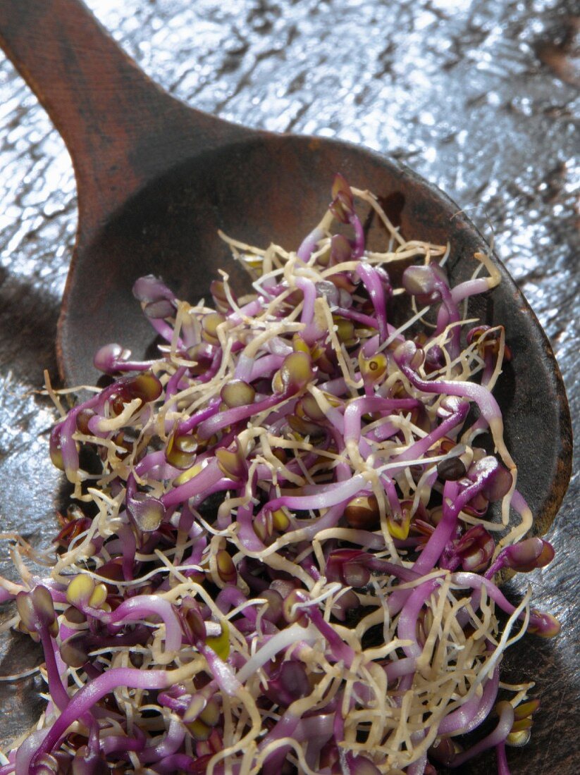 Red cabbage sprouts