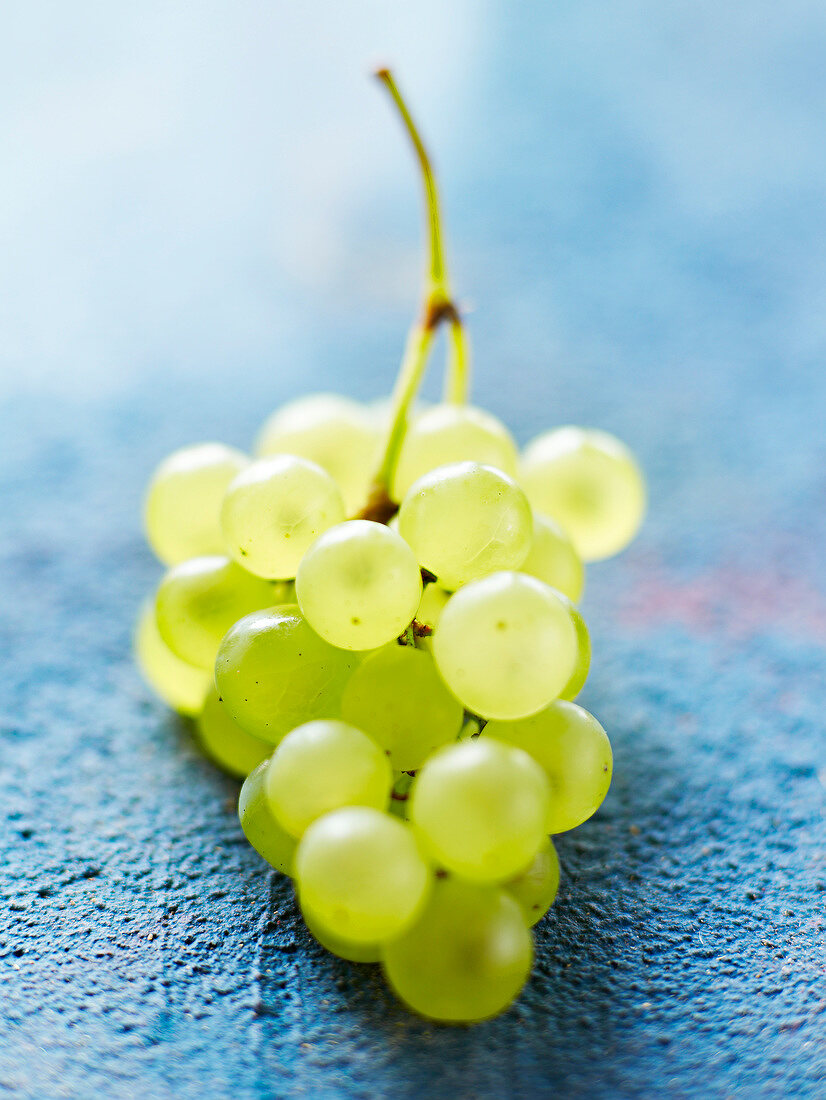 Bunch of white Chasselas de Moissac grapes