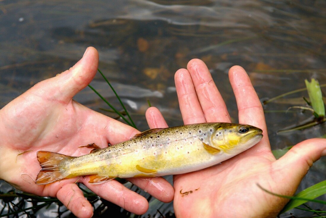 Fishing wild trout