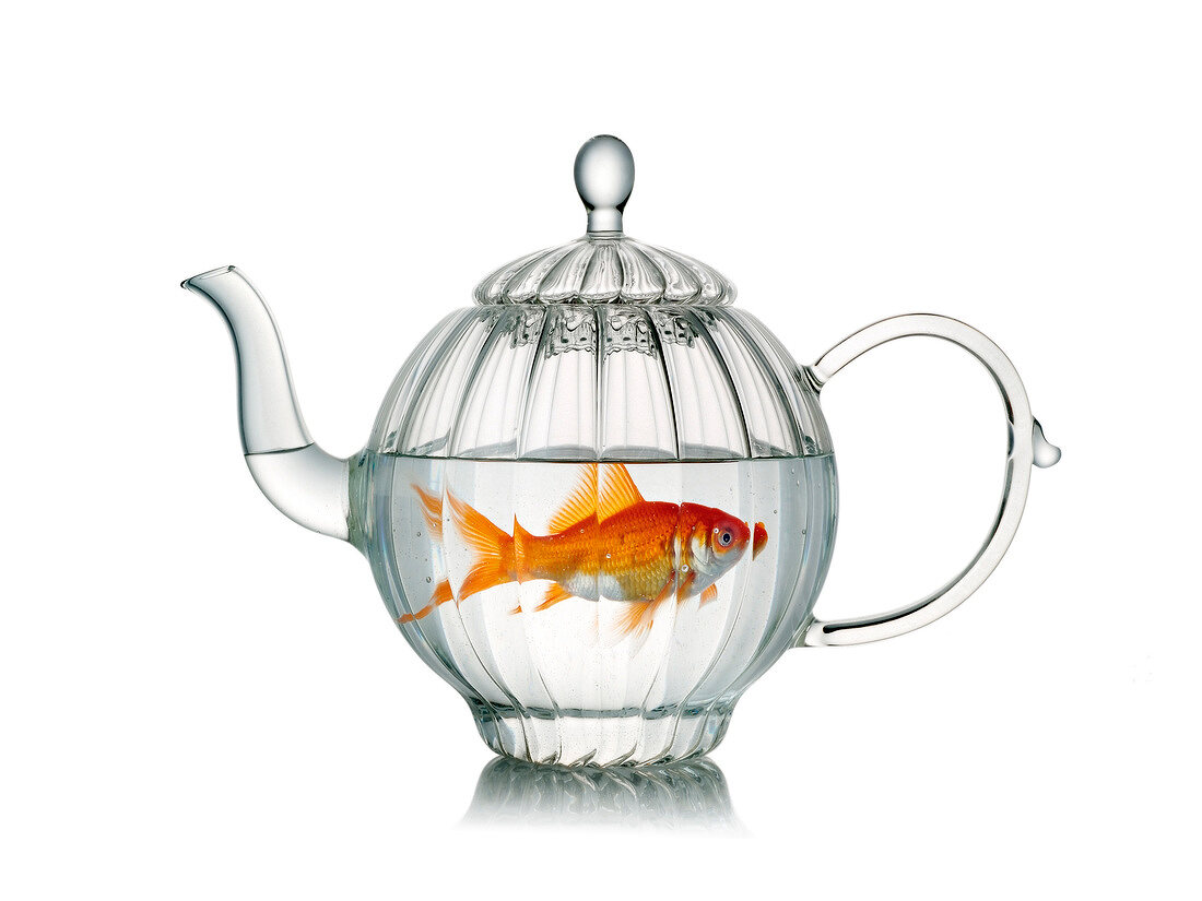 Goldfish in a glass teapot