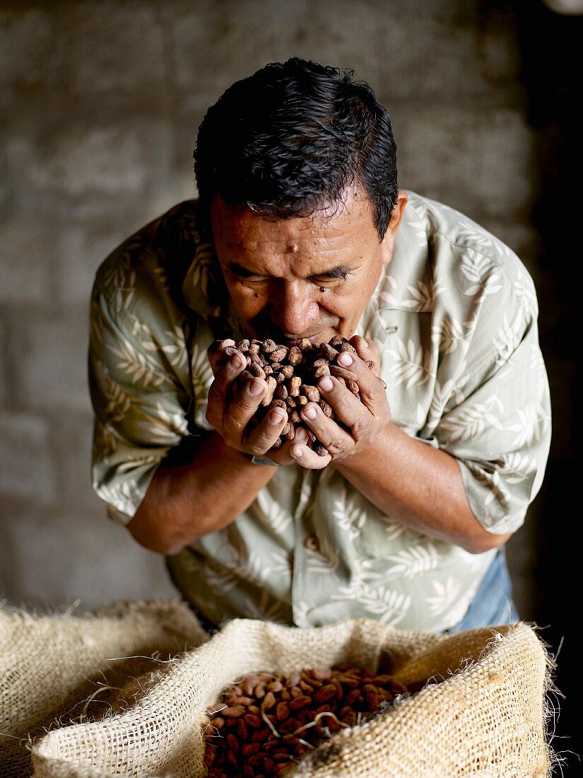 Agricultural engineer testing the quality of the cocoa beans